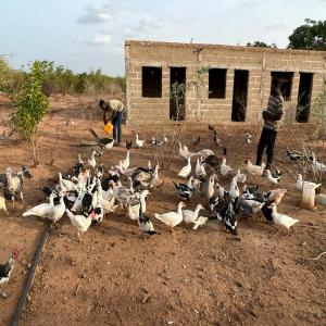  Pintades Dindons Pigeons,autruches - animaux vivants bonjour,  --nous sommes une entreprise qui fait dans l'&eacute;levage et l'agriculture--nous revendons pintades dindons pigeons, autruches nous sommes bas&eacute;s en guin&eacute;e et au mali