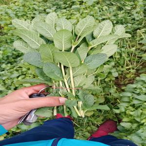  Menth Fraish Nahnah - fruits et légumes we are company from morocco we do exportation of fruits and vegetables for this season we have fresh menthe high quality reasonable price ready to serve u