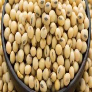  Graines De Soja - céréales disponible graines de soja grandes quantit&eacute;s disponible de soja nouvelle r&eacute;cole de 2022 2023. sp&eacute;cifications mati&egrave;re &eacute;trang&egrave;re 2% max autre grain alimentaire 0 5% max. graines weevilled 0 05% max haricots mal endommag&eacute;s 0 2%. conten