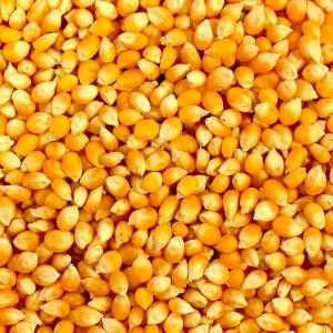 Céréales(mais,haricot,meail,) - céréales je recherche un forunisseur spécialisé dans la production des céréales tel que le mais, l'haricot, et le meail