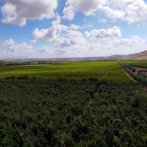  65 Hct Rabat - mine terrain concession je met en vent lot terrain de 65 hectare pr&eacute;s de la foret tamsena r&eacute;gion de rabat titr&eacute; plus d infos contacter moi .