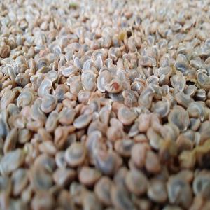  Pépins De Figue De Barbarie - semence graine plant notre entreprise est spécialisée dans la production et la vente de pépins de figue de barbarie.----notre entreprise est engagée,  nous vous garantissons une excellente qualité.