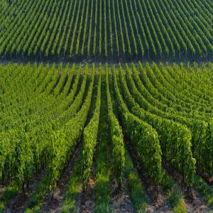  Hectare Rabat Vignoble - mine terrain concession  je met en vente une petite ferme environ de rabat 5 hectare cultiv&eacute;e de raisin mouska doukali y compris tous les engins d irrigations ou du transports .plus d infos . contacter moi