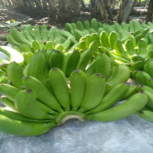  Banane 🍌 En Stock - fruits et légumes la banane est le fruit ou la baie dérivant de l'inflorescence du bananier. les bananes sont des fruits très riches en calcium,  vitamines,  fibres ...--ce fruit exotique est disponible chez nous en stock et pret à etre expédié. --pour plus d informations n'hés