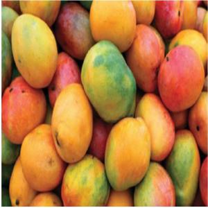  Des Bonnes Mangues D'afrique. - fruits et légumes la saison des manques commence dans 1 à 2 moi j'aurais voulu un bon partenaire dans ce business pour bien faire les affaires a savoir l'exploitation de ces mangues. pour exploiter ces mangues hors de notre continent peut importe la quantité 