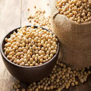  Soja Non Ogm - céréales offre soja non ogm .--nous mettons à votre disposition de 3.000 tonnes de soja non ogm pret a vous livrer a toute destination.--spécifications --**oil content - 19.90%--**protein content - 39.85%--**moisture content - 10.40%--**acidity - 2.85%--** foreign matter  - 0.05% --**broken - m