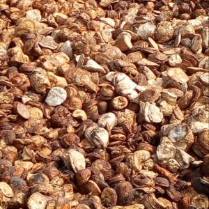  Fève D'hévéa Brute - horticulture plante biocarburant bon caoutchouc brute de cote d'ivoire saigné et conservé avec soin qui vous sera livré partout et quelque soit le tonnage. 