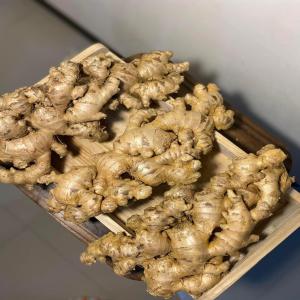  Gingembre, Ginger En Stock - fruits et légumes le gingembre est un rhizome appartenant à la meme famille que le curcuma. tout comme ce dernier,  il est aujourd'hui considéré comme un « super aliment » en europe. ...--. le gingembre peut soulager les symptômes d'un rhume · 2. le gingembre peut calmer les nausées l