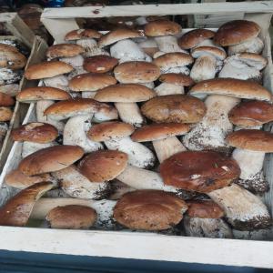  Cèpes Séchés Et Surgelés - champignon levure bonjour,  --entreprise sérieuse,  nous vendons actuellement des champignons secs ou congelés,  des fruits rouges congelés (framboises,  bleuets) et sur commande tout ce qui se trouve dans la flore spontanée. nous disposons de grandes quantités. nous avons la possibilit
