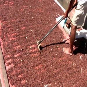  Clou De Girolfe - fruits secs et graines grillées qualité g3 bien nettoyée et pret pour le marché local et internationale .----fait vous commande ,  nous sommes prets a faire livraison partout au monde --