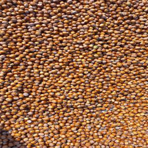  Noisettes +19mm - fruits secs et graines grillées bonjour,  je dispose environs 2t noisettes d`origine georgien ,  caliber +19mm --prix 2eur kg ,  achat possible meme 1 sac de 25kg pour verifier la qualite--envoie en eu plupart de pays 25kg pour 15-17 eur--envoie pallet euro 700 kg 200 euro--