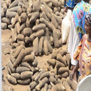  L'igname Du Bio Du Togo - fruits et légumes source de fibres et de glucides complexes,  l'igname contribue à équilibrer le menu tout en fournissant de l'énergie. elle remplace la pomme de terre à merveille,  en préparation salée ou sucrée. naturellement diurétique. je vous propose alors l'