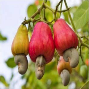  Anacarde Bio Du Togo - fruits secs et graines grillées le fruit de l'anacardier est particulièrement riche en vitamine e et en cuivre,  des antioxydants ultra efficaces pour lutter contre les dégâts des radicaux libres. ces derniers sont effectivement responsables de ce que l'on appelle la dégénérescence cellulair
