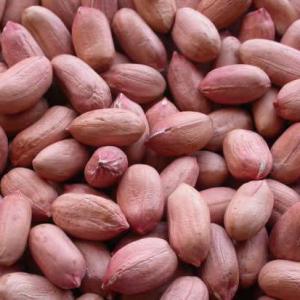  Graines D'arachide Décortiquer Bio - fruits secs et graines grillées les arachides sont riches en matières grasses,  des acides gras insaturés qui sont bons pour la santé du coeur et qui améliorent le taux de cholestérol sanguin. c'est également une bonne source de magnésium,  de manganèse,  de vitamine e,  d'acide 