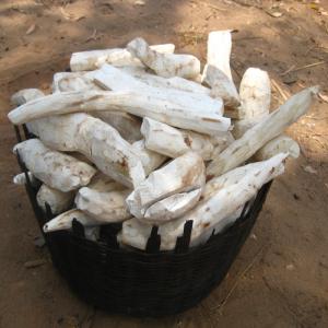  Manioc Bio Africain - fruits secs et graines grillées sa forte teneur en amidon et en fibres le rend facile à digérer. en outre,  il favorise le transit intestinal et permet de soulager les problèmes d'estomac et les irritations du côlon mais également de lutter contre la constipation et la diarrhée. autre vertu 