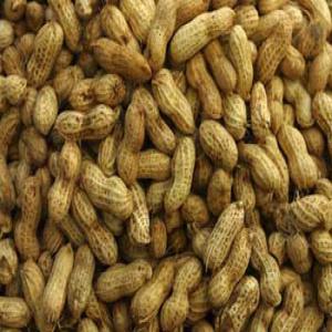  Arachides Frais - semence graine plant je suis fournisseur des arachides au bénin en grande quantité avec d autre produit agro alimentaire contacter moi par mail ou téléphone .--