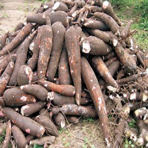  Manioc - fruits secs et graines grillées je suis fournisseur des manioc ,  farine de manioc aussi -- patates douces ,  --haricots -- soja -- sésame -- contactez moi directement par mail ou téléphone 