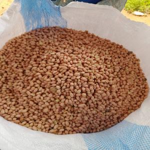  Vente Arachide - autres nous disposons de l'arachide décortiquée et non décortiquée disponible au sénégal dans la région de kolda. nous avons des quantités importantes,  nous cherchons des partenaires afin de commercialiser nos produits. nous avons des tels que l'hibis