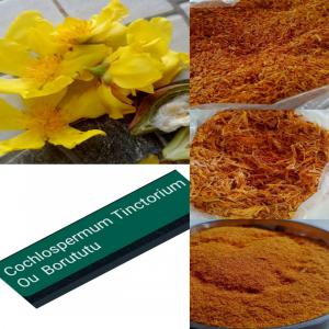  Vente De La Racine De Borututu - matiere vegetale  &agrave; tous nous vendons la racine de borututu dont le nom scientifique est le cochlospermum tinctorium qui est une solution efficace pour le traitement du foie et sa pr&eacute;vention. il agit dans la v&eacute;sicule biliaire et detoxifie l'organisme. il est souvent utilis&eacute; pour 