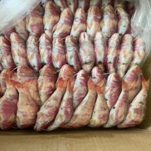  Rouget Du Senegal - poissons nous avons a notre disposition 113 tonnes de rouget du senegal a vendre avec un prix plus qu’intéressant en raison de notre liquidation de stock 