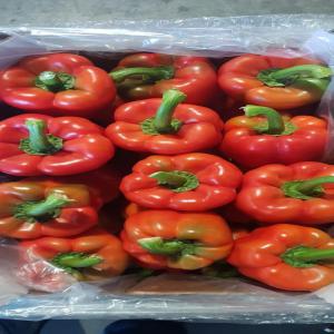  Tomate Ronde Marocaine - fruits et légumes tomate ronde en plateau alv&eacute;ole 6kg. livraison partout en france,  belgique et allemagne.--poivron corne de boeuf --poivron calif rouge et jaune --piment,  --courgette 14-21