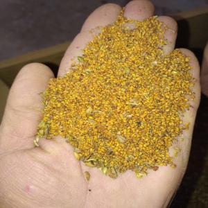  Lot De Graines De Cameline - céréales vends un lot d'environ 20 tonnes de cameline (vari&eacute;t&eacute; alba),  s&eacute;ch&eacute;,  pr&eacute;-tri&eacute; et ensach&eacute; en big-bag. d&eacute;part 36100