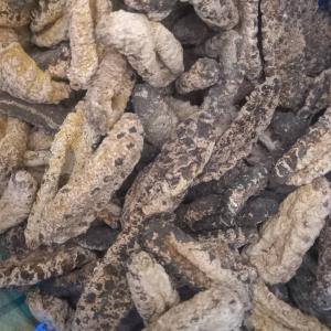  Concombre De Mer - poissons bonjour je cherche un client pour le concombre de mer .je suis base au senegal. on peut vous fournir la quantite dont vous avez besoin.