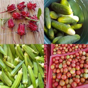Récoltes bio fruits et légumes au Sénégal - fruits et légumes entreprise familiale en agriculture bio (non certifiée) de fruits,  légumes et épices au sénégal.--réservez vos cultures de gombos,  fleurs d'hibiscus,  oignons,  tomates,  concombres,  arachides,  moringa,  ...--discussion possible pour faire certifier les terrains