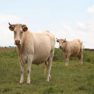  Veaux Charolais - animaux vivants pour un projet de vente du viande en alg&eacute;rie nous cherchons a importer des veaux charolais envoyer moi les prix et les fiches 