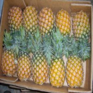  Ananas Md2 Disponible 4000 Tonnes - fruits et légumes c'est avait un r&eacute;el plaisir que nous mettons &agrave; votre disposition des ananas md2 de bonne qualit&eacute; partout dans le monde. --pour des clients int&eacute;ress&eacute;s,  veuillez nous contacter par mail,  appel direct ou whatsapp ( en supprimant le 07 du d&eacute;but).--