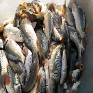  Tilapia Et Carpes Royales Frais - poissons  je cherche un ou des clients pour acheter des tilapia et carpes royales frais d'itasy madagascar en gros ou en d&eacute;tail. nous pouvons fournir de grandes quantit&eacute;s pour les grossiste restaurants ou grandes surfaces. 