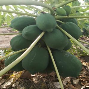  Papaye Borchan - fruits et légumes de la papaye a vendre dans un champs a veligara s&eacute;n&eacute;gal avec trois diff&eacute;rentes qualit&eacute;. nous avons le calina le solo et royale. nous vous le proposons bor champs ou meme livraison a dakar.