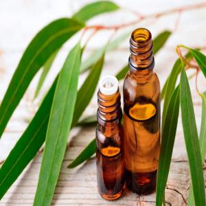  Huile Essentielle D'eucalyptus Globulus - huiles bonjour,  --nous disposons de quelques lots d'huiles essentielles d'eucalyptus globuleux,  d'huiles brutes bio,  sans additif ni rectification,  certifiés ecocert.-- à un prix très concurrentiel,  nous sommes prets à vous satisfaire au niveau des exigences de qualité; -