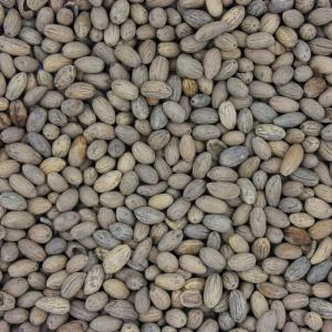  Grignons D'olive (biomasse Et Noyaux D'olives - horticulture plante biocarburant disponible grignons d'olive ( biomasse) s&eacute;ch&eacute;   et noyaux d'olive . disponibilit&eacute; actuelle 50.000 tonnes . lieu algerie . 