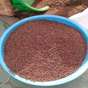  Poivre Noir Sauvage Et Vanille Sèche En Gousse - épices aromates nous sommes a la recherche des partenaire et clients pour l'achat de nos épices bio d'origine africaine précisément en rd congo.  nous vendons à l'état brut et sans aucun traitement. --nous avons la capacité de fournir partout au monde n'importe quel quantit