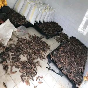  Concombres De Mer - poissons  des concombres de mer séché en grande quantité..--pour tout vos besoins veuillez me contacter pour plus d'informations et détails de la marchandise --cordialement 