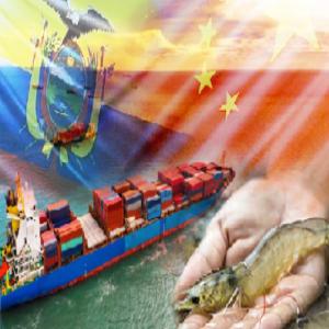  Producteur Et Exportateur De Crevettes - coquillage crustacé notre entreprise est d&eacute;di&eacute; a la production et exportation de crevettes partout dans le monde--nous sommes actuellement a la recherche de nouveau client.--suite au d&eacute;c&egrave;s et a la cesación d'un de nos plus gros client nous sommes pret a proposer des prix tres attractifs lors