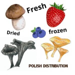  Morille Verpa Morchella Girolles Cepes Myrtilles - champignon levure bonjour,  je viens de pologne. vend des champignons forestiers. je commence &agrave; vendre des morilles en mars. livraison en voiture frigorifique. je suis en france une &agrave; deux fois par semaine. commande minimum 50-100kg jusqu'&agrave; une tonne ou plus.--je parle france.--j'ai beaucoup vari&