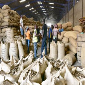  Destockage De Noix D'acajou Et De Maïs - céréales salut j'ai &agrave; ma disposition plus de 10000 tonnes de noix d'acajou et 20 tonnes de maïs jaune respectivement dans les r&eacute;gions de kounfao et de divo dont le prix borchamp de la noix d'acajou est de 315 f cfa le kilo et pour le maïs 175 f cfa le prix borchamp.