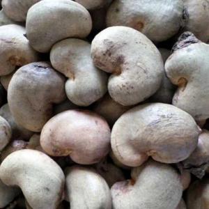  Vente Cajous Burkina Faso - autres nous sommes une entreprise de production et commercialisation de produits agricoles ;sésame,  cajou,  soja,  et céréales(mil, sorgho, maïs, haricots) ; nous sommes a la recherche d'un partenaire d'achat de cajou de la campagne 2023 ; --nb- les autres produits sont également dis