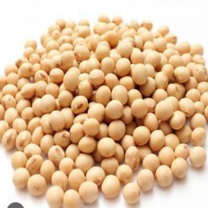  Non-gmo Soya Bean (above 38% Protein) - fruits and vegetables hi sales & export department management,  i represent a large chinese agricultural import company that is looking for genuine factory direct and or processing plant direct suppliers and partners (no trading company) of non- gmo soya bean,  (more than 38% protein,  less than 14% moisture,  and more than 