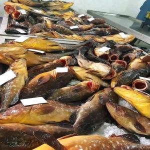  Poissons Frais - poissons nous cherchons des acheteurs potentiels de poissons frais de lingne..  mérou / pagre / denté / rascasse chapon.... 