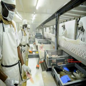  Vente Usine De Poisson Dakar Port Maritime - poissons une usine b&acirc;ti sur 1000 m2 au senegal avec une forte capacit&eacute; de 100 tonnes avec tout les agr&eacute;ments international europe asie am&eacute;rique situ&eacute; au port de dakar usine au port de dakar &agrave; vendre avec les licences asie europe et am&eacute;rique qui fais un chiffre