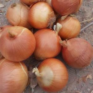  Oignons Frais Rouges Et Jaunes Biologiques - fruits et légumes sp&eacute;cification----produit - oignon frais type - oignon rouge,  oignon jaune--partie - oignon pel&eacute; et non pel&eacute;--taille (calibre) - 3, 0-5, 0 cm,  4, 0-6, 0 cm,  5, 0-7, 0 cm,  6, 0-8, 0 cm,  8, 0-10 cm et plus----emballage-----1) sacs en filet de 10 kg / 15 kg / 20 kg--2) carton de 5 kg/10 kg/2