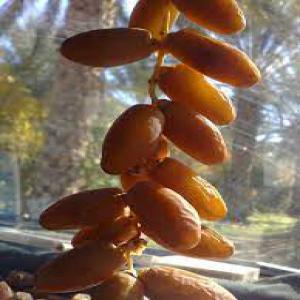  Deglet Ennour - fruits et légumes on cherche un fournisseur pour deglet ennour et voil&agrave; notre besoin ** export tunisie vers maroc ** nous envoyer vos offres en dinar tunisien ** veuillez nous envoy&eacute; vos offres par mail avec photos ** veuillez pr&eacute;cis&eacute; le colisage exact pour un conteneur 40 pieds 1 1