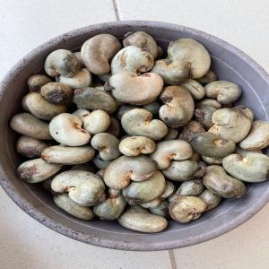  Recherche De Fournisseurs De Noix De Cajoux - fruits secs et graines grillées  nous recherchons un fournisseur de noix de cajou brut (rcn) du benin crop de 2023. quantit&eacute; 700 tonnes. contactez moi si int&eacute;ress&eacute;.