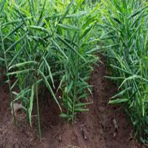  Gingembre Frais - épices aromates nous recherchons des clients pour achat de gingembre frais. nous disposons de plusieurs tonnes de gingembre. nous contacter au besoin.