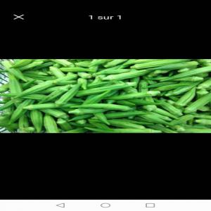  Vente De Gombo Frais - fruits et légumes  nous avons du gombo frais &agrave; vendre. nous en avons en stock pour 5 tonnes &agrave; un prix tr&egrave;s comp&eacute;titif. merci de nous contacter.