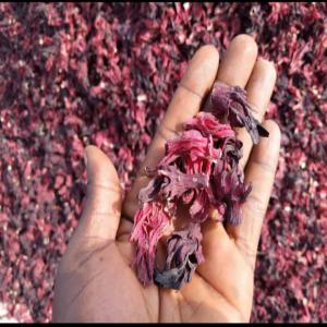  Fournisseur Hibiscus - fruits secs et graines grillées  nous sommes de grands fournisseurs de hibiscus s&eacute;n&eacute;gal s&eacute;ch&eacute; en poudre ou semi cass&eacute; n'importe quelle vari&eacute;t&eacute;. nous disposons de grandes quantit&eacute;s et nous livrons partout dans de monde.