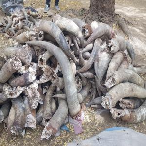  Cornes Des Bœufs Et Béliers - coquillage crustacé je suis un vendeur grossiste des cornes des bœufs et béliers avec un stock de 10.000 a 20.000. la taille des cornes varie entre 35 cm 1 m pour les boeufs et de 18 cm a 30 cm pour les bélier 